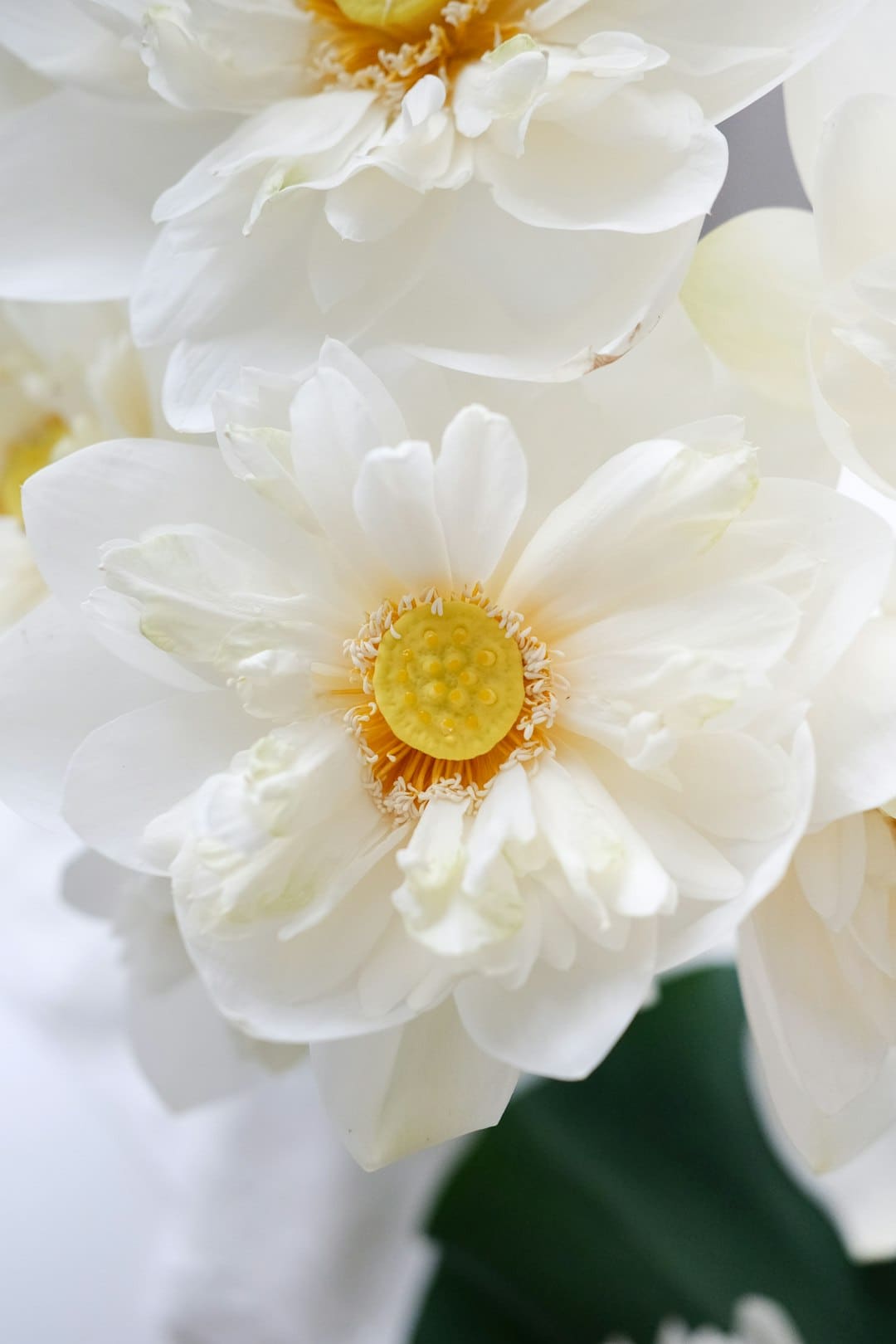 VOGUE金九单人封面 95花集体缺席引发关注